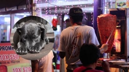 Justicia para “Copito” el perrito que murió tras ser quemado con aceite hirviendo en Nuevo León
