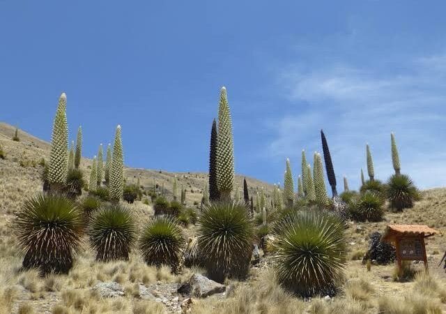 Puya Raimondi; la planta que florece una vez cada 100 años