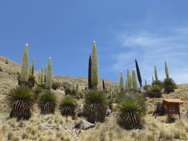 Puya Raimondi; la planta que florece una vez cada 100 años