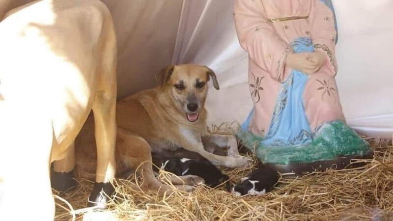 Perrita en situación de calle da a luz en el pesebre