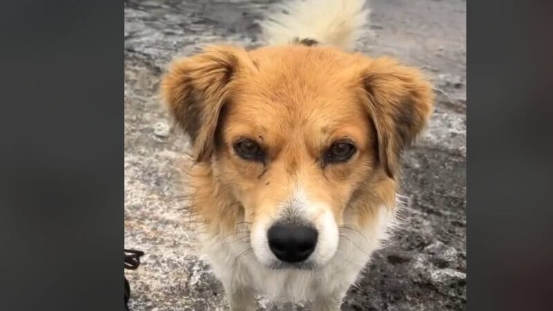 Un perro salva la vida a un excursionista perdido en una montaña de 5.000 metros