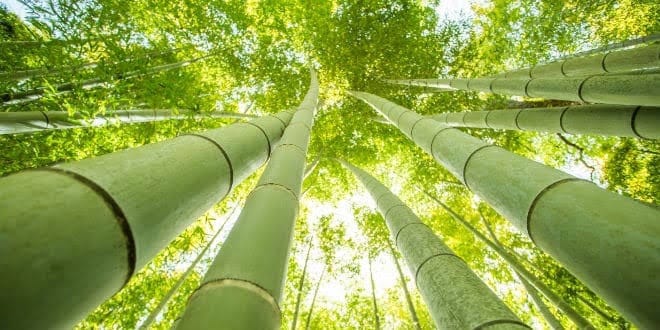 El bambú japonés es una planta extraordinaria que nos enseña una gran lección