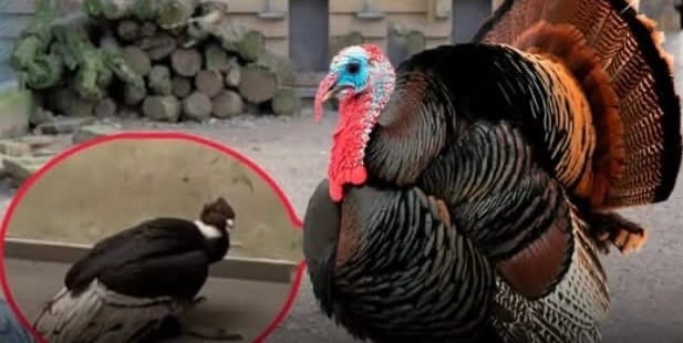 Mujer compra pavo y le entregan un cóndor bebé