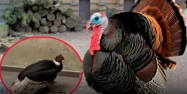 Mujer compra pavo y le entregan un cóndor bebé