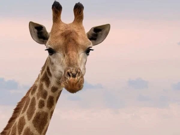 Desaparece jirafa del Zoológico de Culiacán&nbsp;de más de 4 metros de alto y más de mil kilos de peso