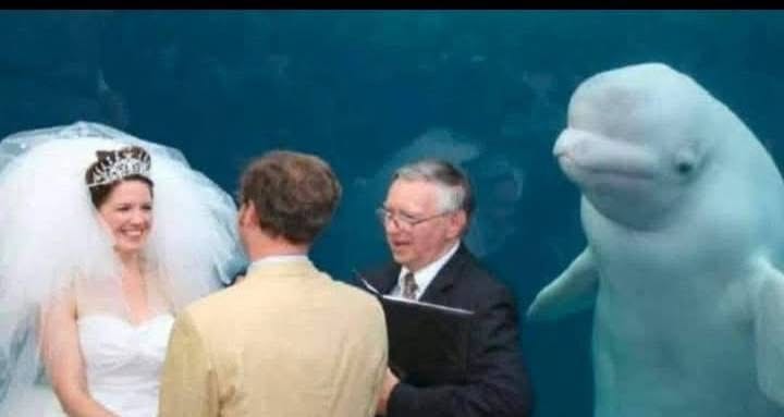 Una ballena beluga atestigua una boda