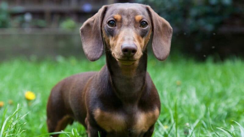 Alemania pide que el perrito salchicha se extinga por una delicada razón