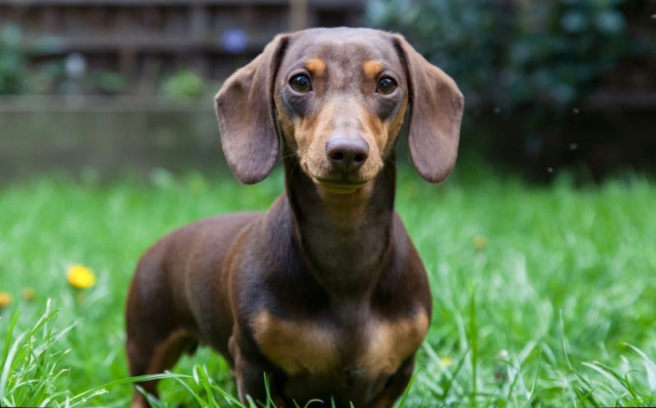 Alemania pide que el perrito salchicha se extinga por una delicada razón