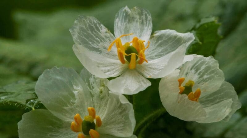 Diphylleia grayi: la «flor esqueleto» que se vuelve transparente con la lluvia