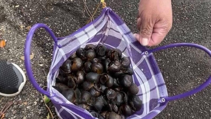Don Armando pasa 6 horas adentro de la laguna de Catemaco es «Tegogolero»