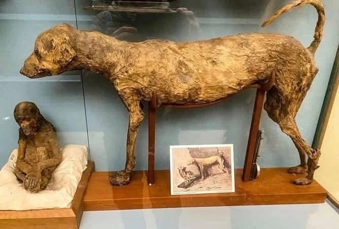 Momia de un perro de 3.500 años