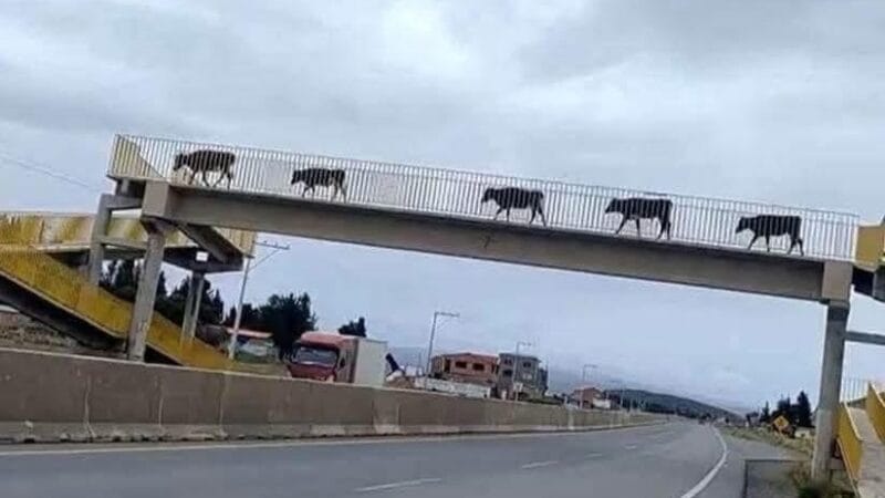 Vacas sorprenden al utilizar puente peatonal para cruzar carretera 