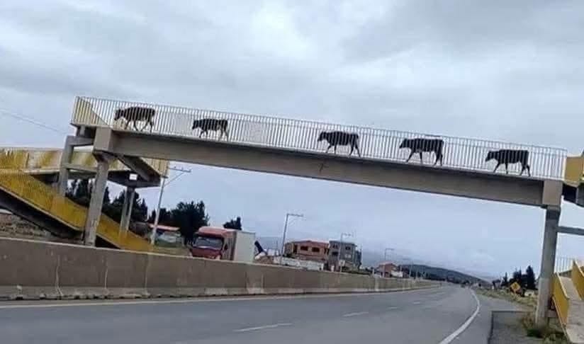 Vacas sorprenden al utilizar puente peatonal para cruzar carretera