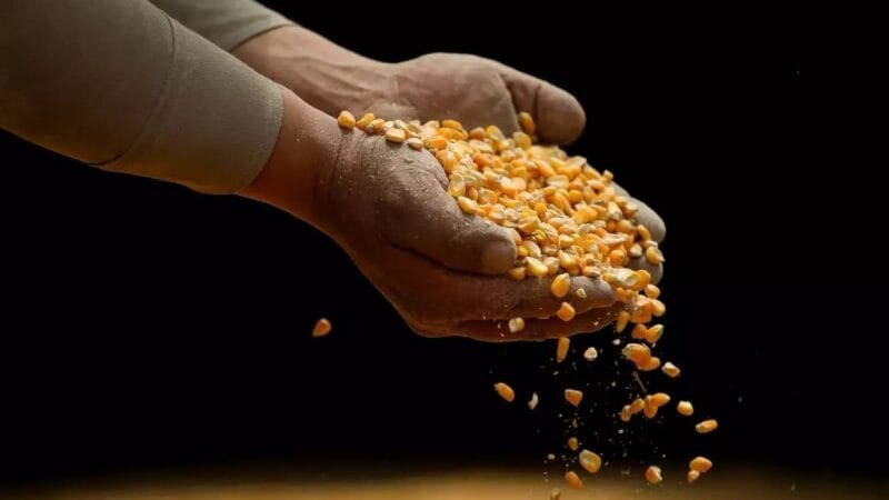 México elimina restricciones al maíz transgénico tras perder disputa comercial con EEUU