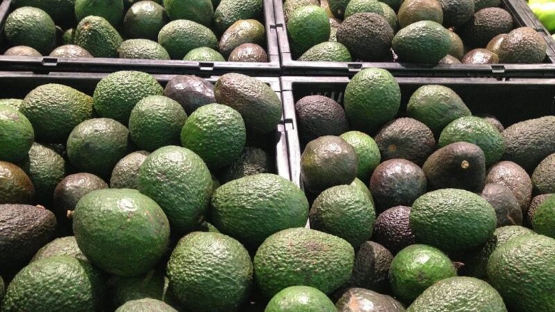 Productores de aguacate exportarán 110,000 toneladas para el Super Bowl LIX