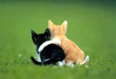 Un amigo está en las buenas y en las malas