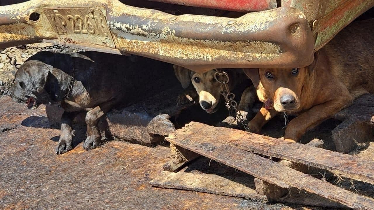 Rescatan más de 100 perros tras cateo en predio; presuntamente vendían su carne