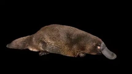 ¿Es el ornitorrinco el animal más raro del mundo?