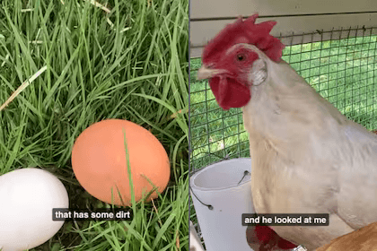 «¿Qué tal alquilar una gallina?»: la iniciativa que surgió en EE.UU ante el descontrolado aumento en el precio del huevo