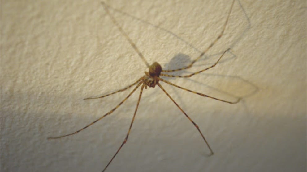 La araña tigre, depredadora natural de la araña violinista