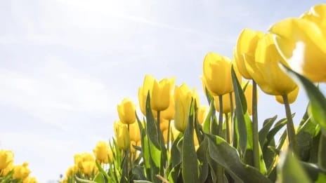 El fenómeno de las flores amarillas el 21 de marzo: ¿De dónde surgió?