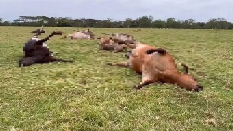 Mueren más de 600 vacas en Tabasco por consumo de pollinaza contaminada con bacteria