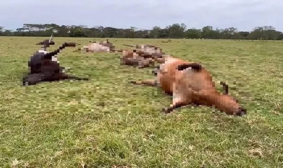 Mueren más de 600 vacas en Tabasco por consumo de pollinaza contaminada con bacteria