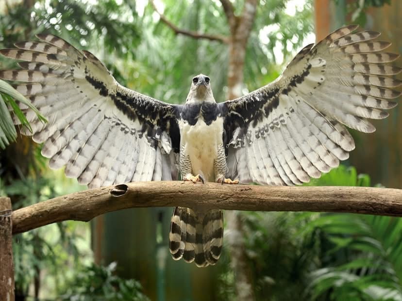 Reaparece en Chiapas el águila arpía, especie que se creía extinta