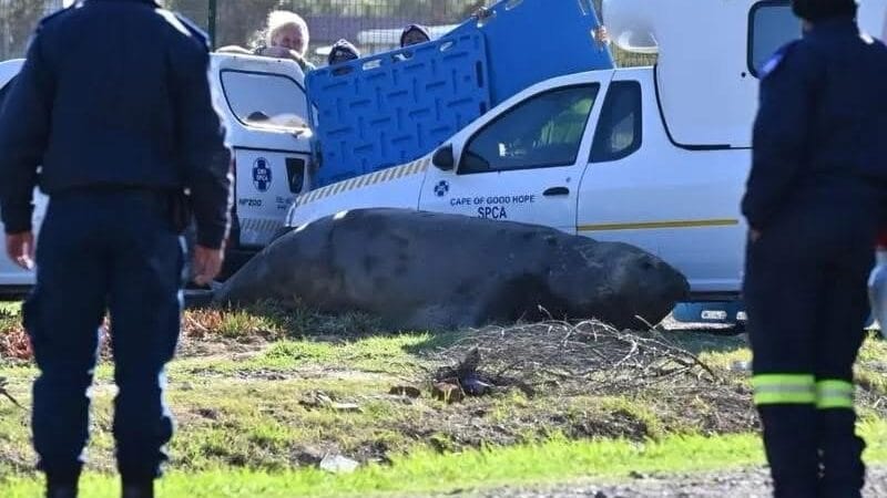 Elefante marino aparece deambulando por una calle de Sudáfrica