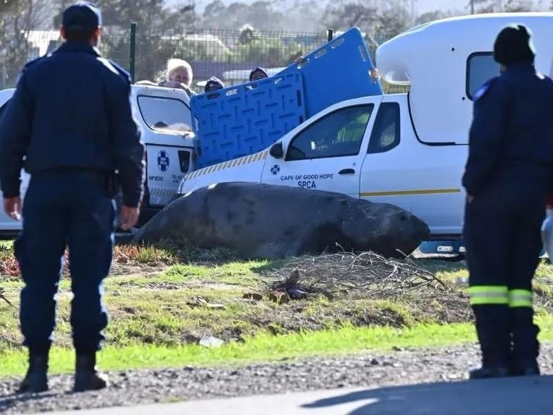 Elefante marino aparece deambulando por una calle de Sudáfrica