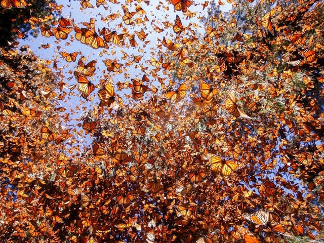 La población de mariposas monarca del este casi se duplica en 2025
