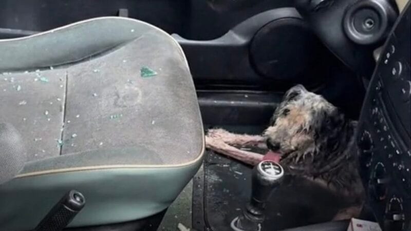 Un hombre salvó a un lomito de morir de calor dentro de un automóvil