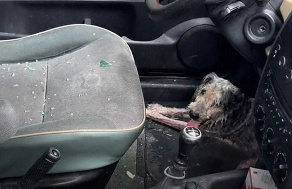 Un hombre salvó a un lomito de morir de calor dentro de un automóvil