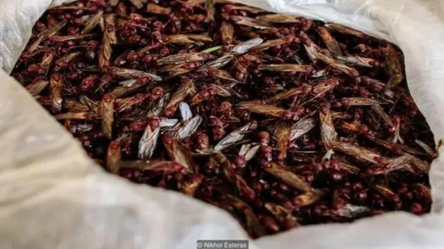 ¿Qué son las Chicatanas y para que sirven?