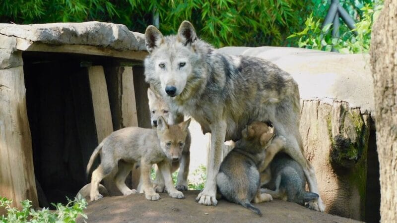 Nacen cuatro crías de lobo mexicano en el Centro de Conservación de Vida Silvestre de San Juan de Aragón en CDMX