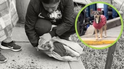 Perrita de la calle se hace viral por presenciar el funeral de su mejor amigo perruno: «Se quedó sola»