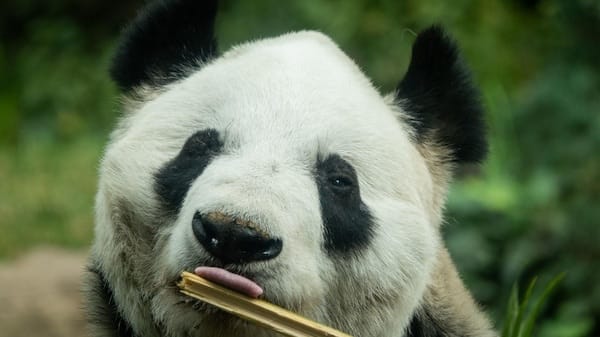 Xin Xin, la última panda mexicana, cumple 35 años: ¿Por qué está en la etapa final de su vida?