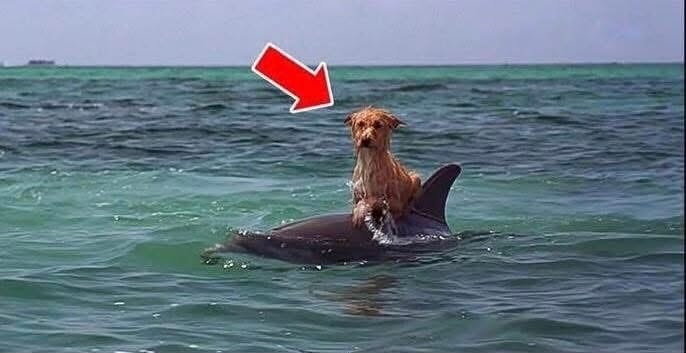 Turbo, el perro que fue rescatado por delfines