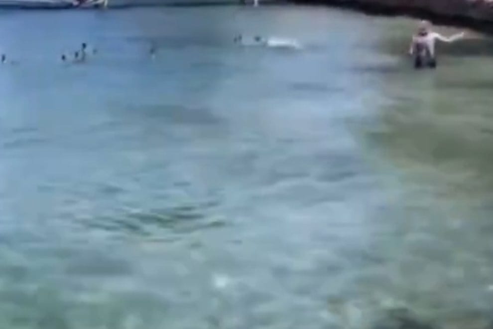 Una ‘feminista’ enfureció con un pato que intentaba aparearse con la hembra