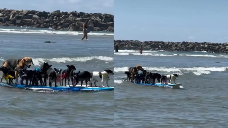 Un grupo de perros es captado surfeando en playas de San Diego