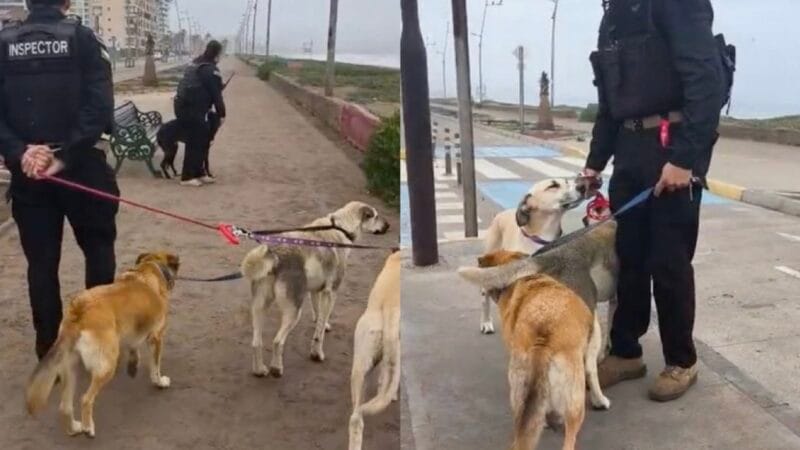 Evacúan a perritos abandonados por alerta de tsunami en la Serena, Chile