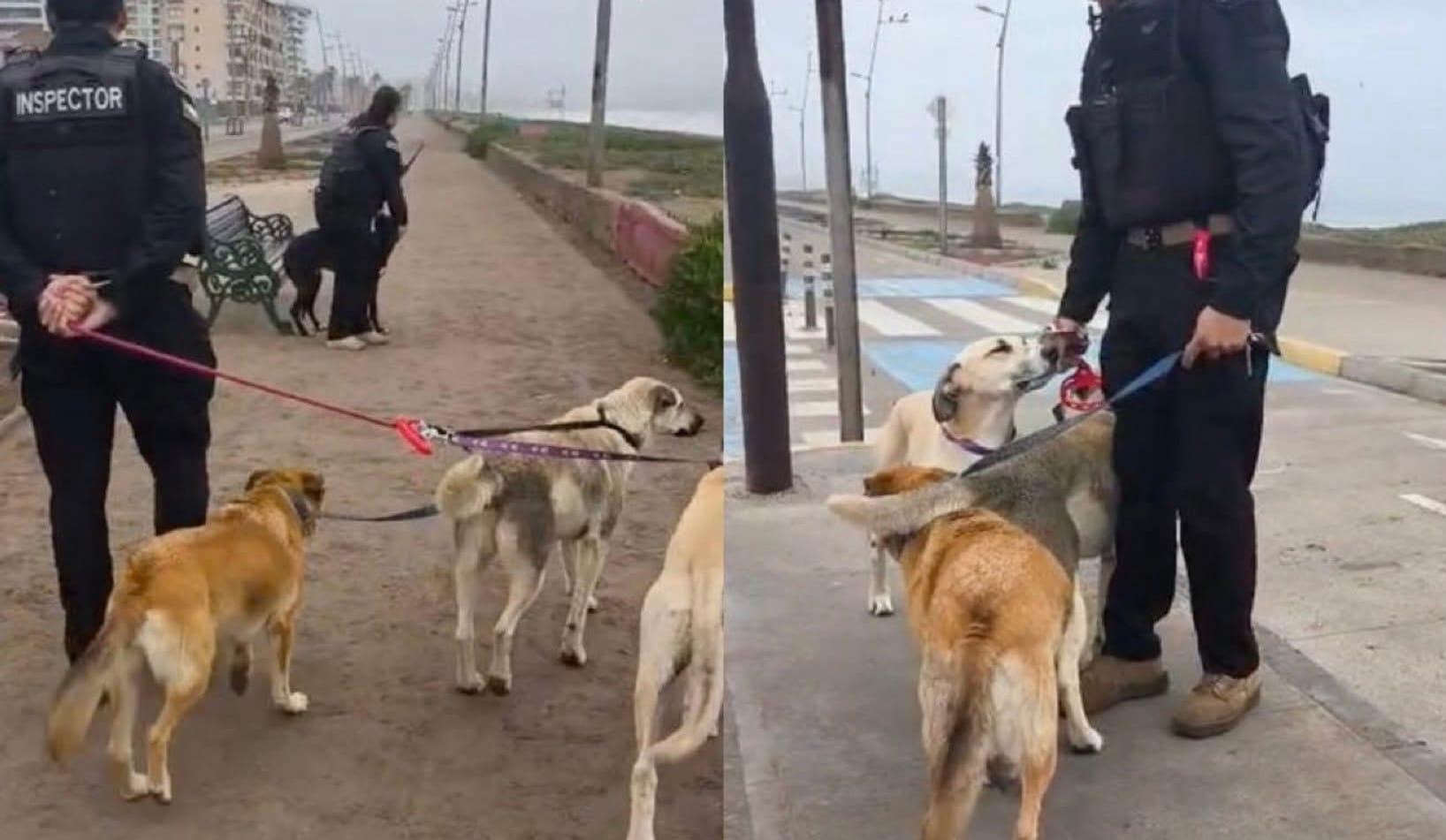 Evacúan a perritos abandonados por alerta de tsunami en la Serena, Chile