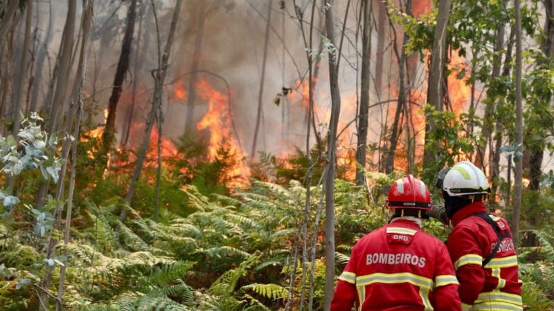 Portugal enfrenta devastadores incendios forestales
