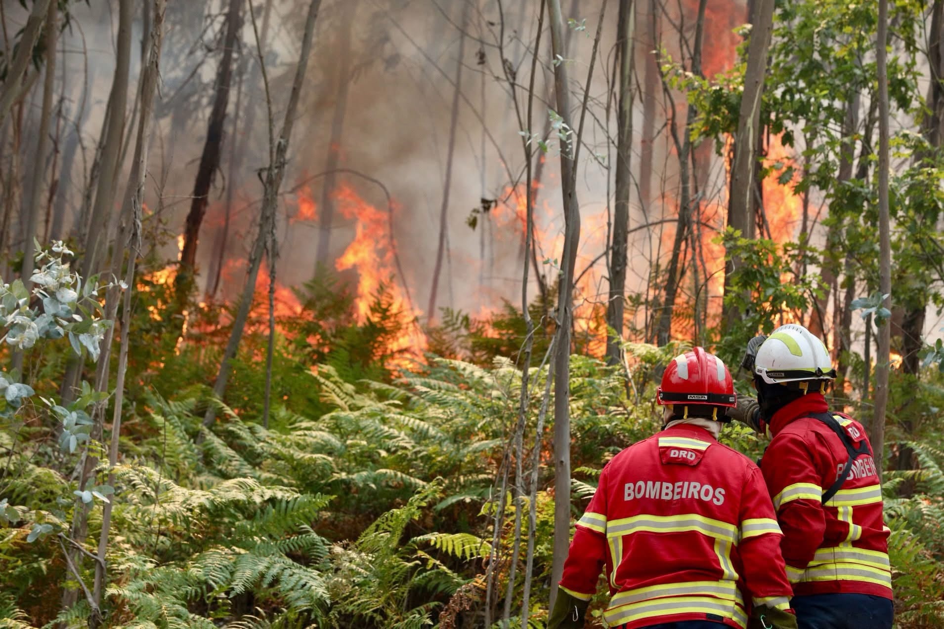 Portugal enfrenta devastadores incendios forestales