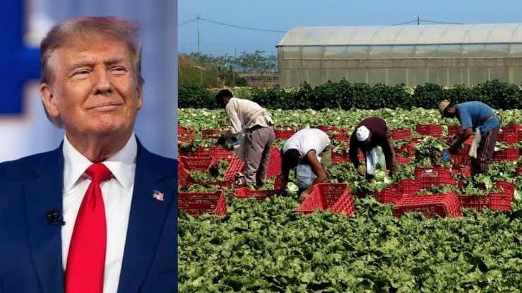 «VUELVAN LEGALMENTE»: Trump reconoce dificultad para reemplazar a trabajadores migrantes