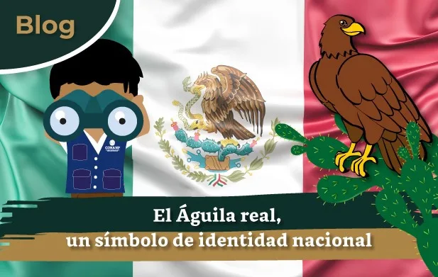 El Águila real, un símbolo de identidad nacional