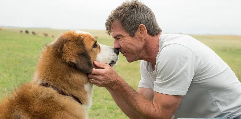 Los perros pueden asociar lugares con experiencias positivas, especialmente en donde recibieron amor y cuidado