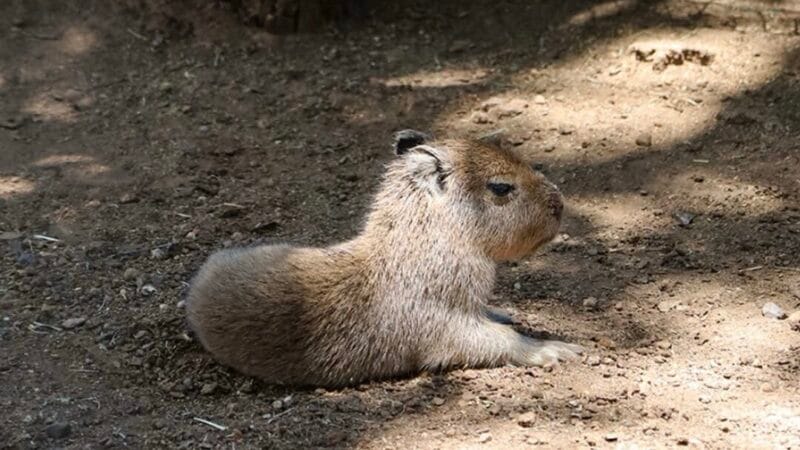 Bebé capibara causa sensación en zoológico de Nuevo León