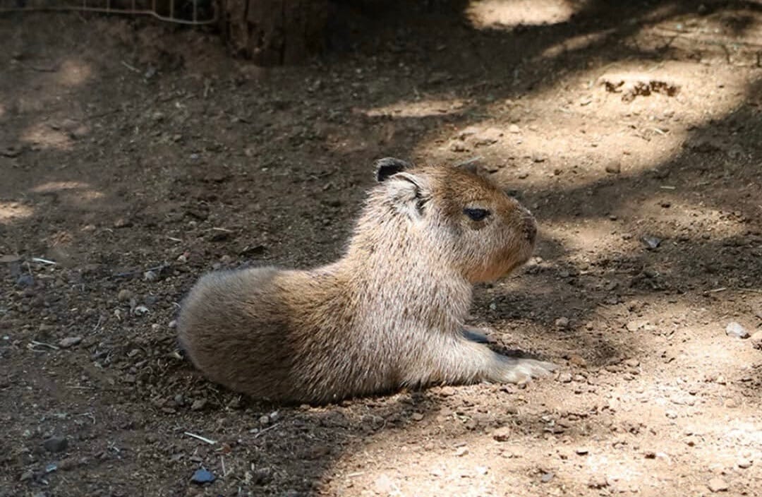 Bebé capibara causa sensación en zoológico de Nuevo León