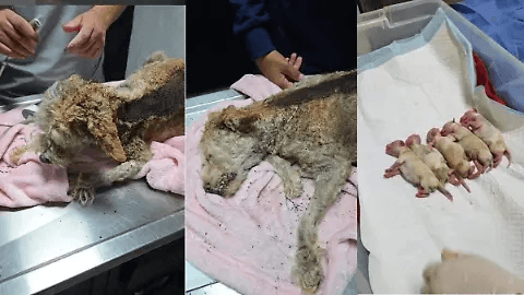 Cereza sobrevivió a la explosión en Iztapalapa aún estando embarazada y con quemaduras de 2do y 3er grado